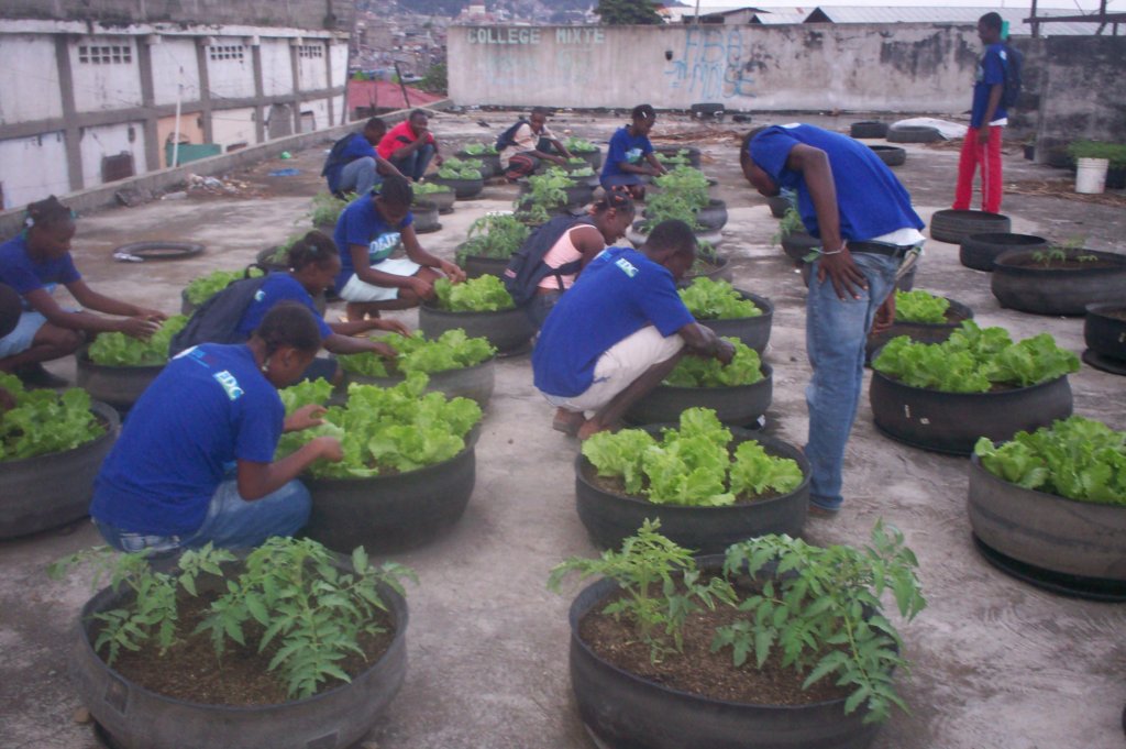 Community Gardens Flourishing